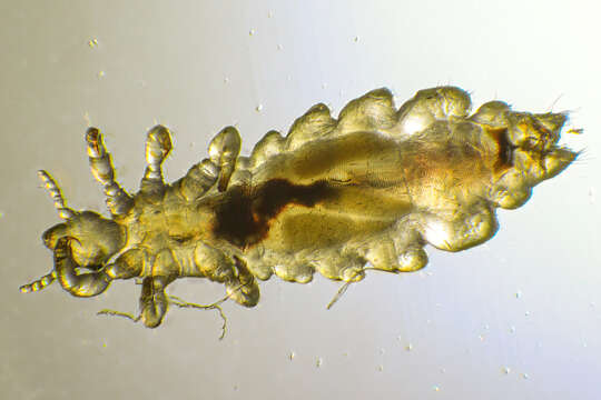 Image of sucking louse