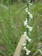 Image of Slender ladies'-tresses