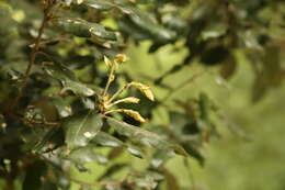 Image of Holm Oak