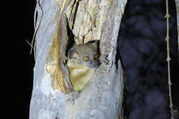 Image of Lesser Weasel Lemur