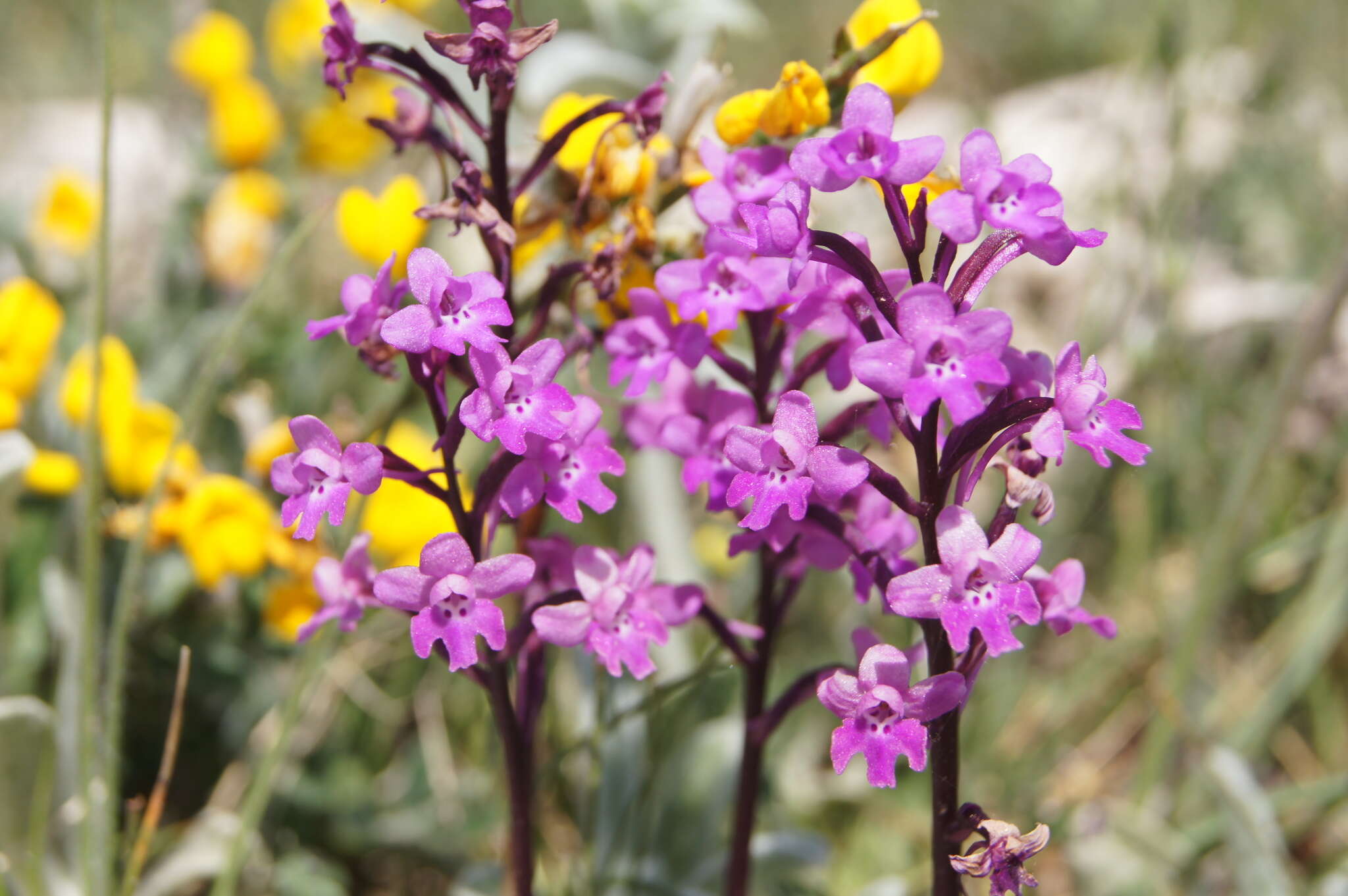 Image of Four-spotted Orchis