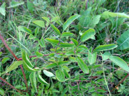 Image of hairy angelica