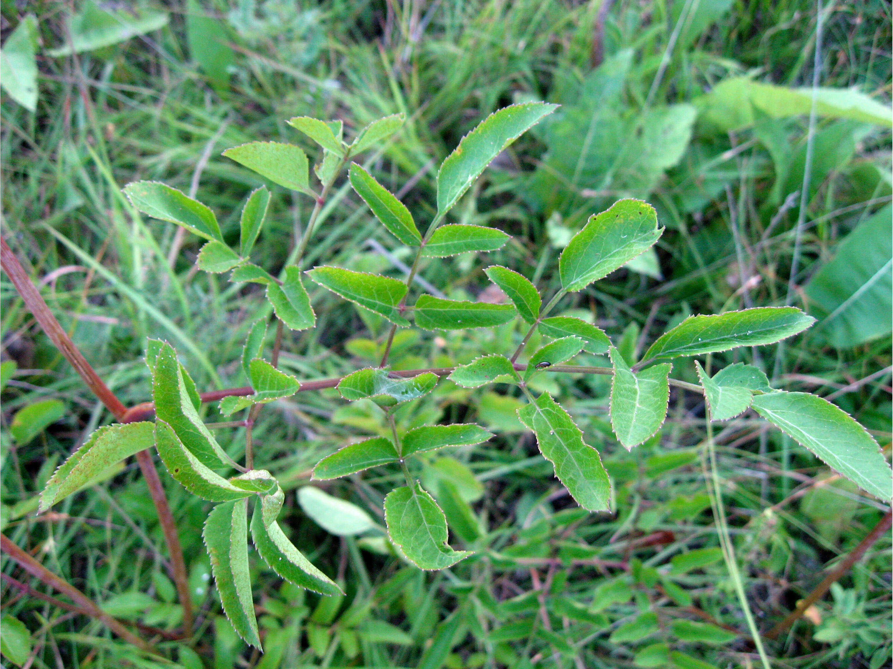 Image of hairy angelica