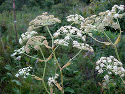 Image of hairy angelica