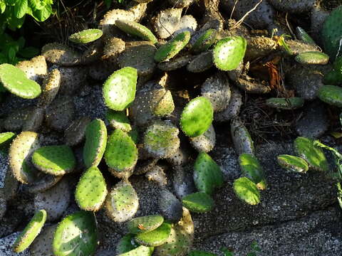 Image of Opuntia decumbens Salm-Dyck