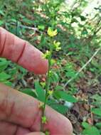 Image of smallfruit agrimony