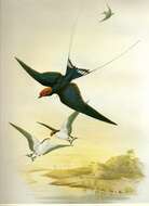 Image of Hirundo Linnaeus 1758