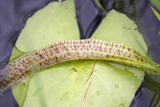 Image of Ottelia ulvifolia (Planch.) Walp.