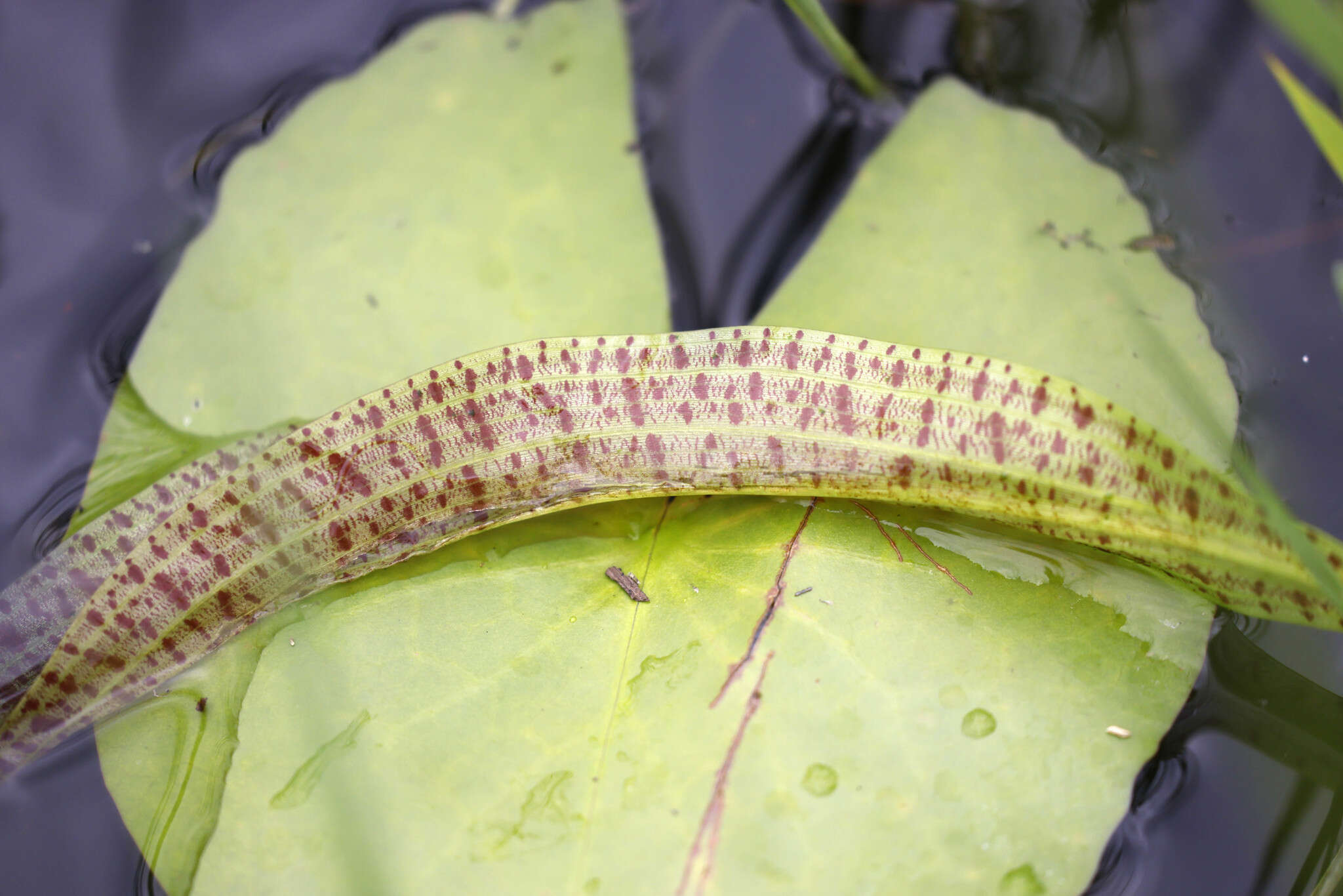 Image of Ottelia ulvifolia (Planch.) Walp.