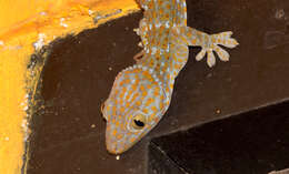 صورة Gekko gecko (Linnaeus 1758)