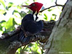 Image of Pale-billed Woodpecker