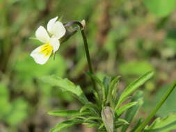 Слика од Viola arvensis Murray