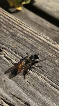 صورة Laphria flava (Linnaeus 1761)