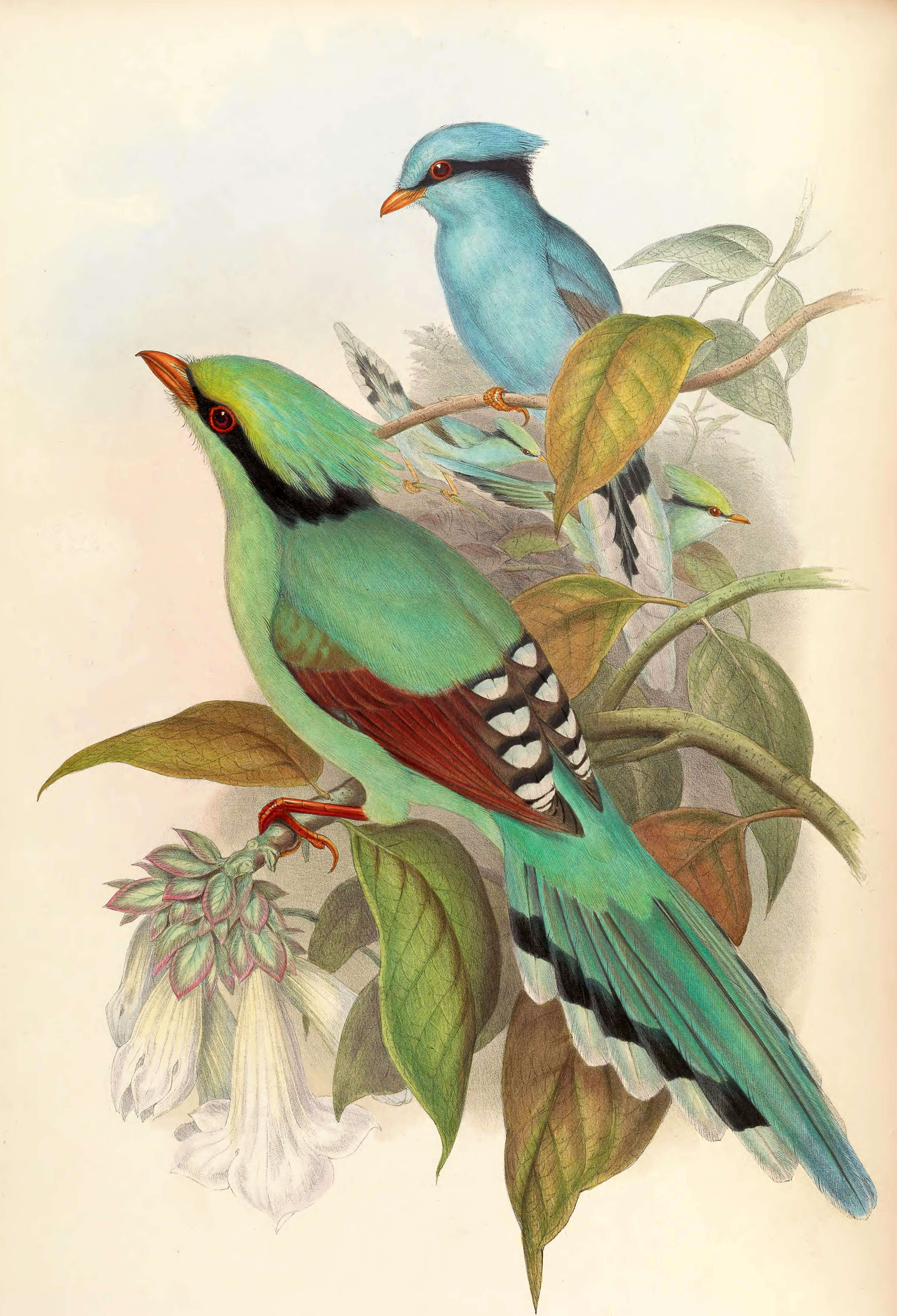 Image of Common Green Magpie