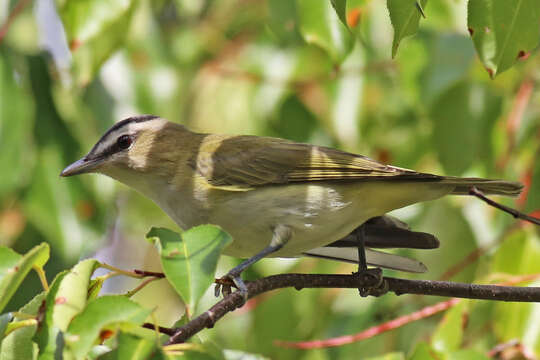 Image of Red-eyed Vireo