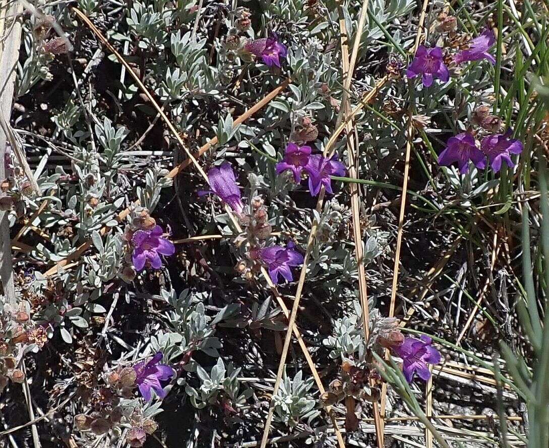 Image of California penstemon