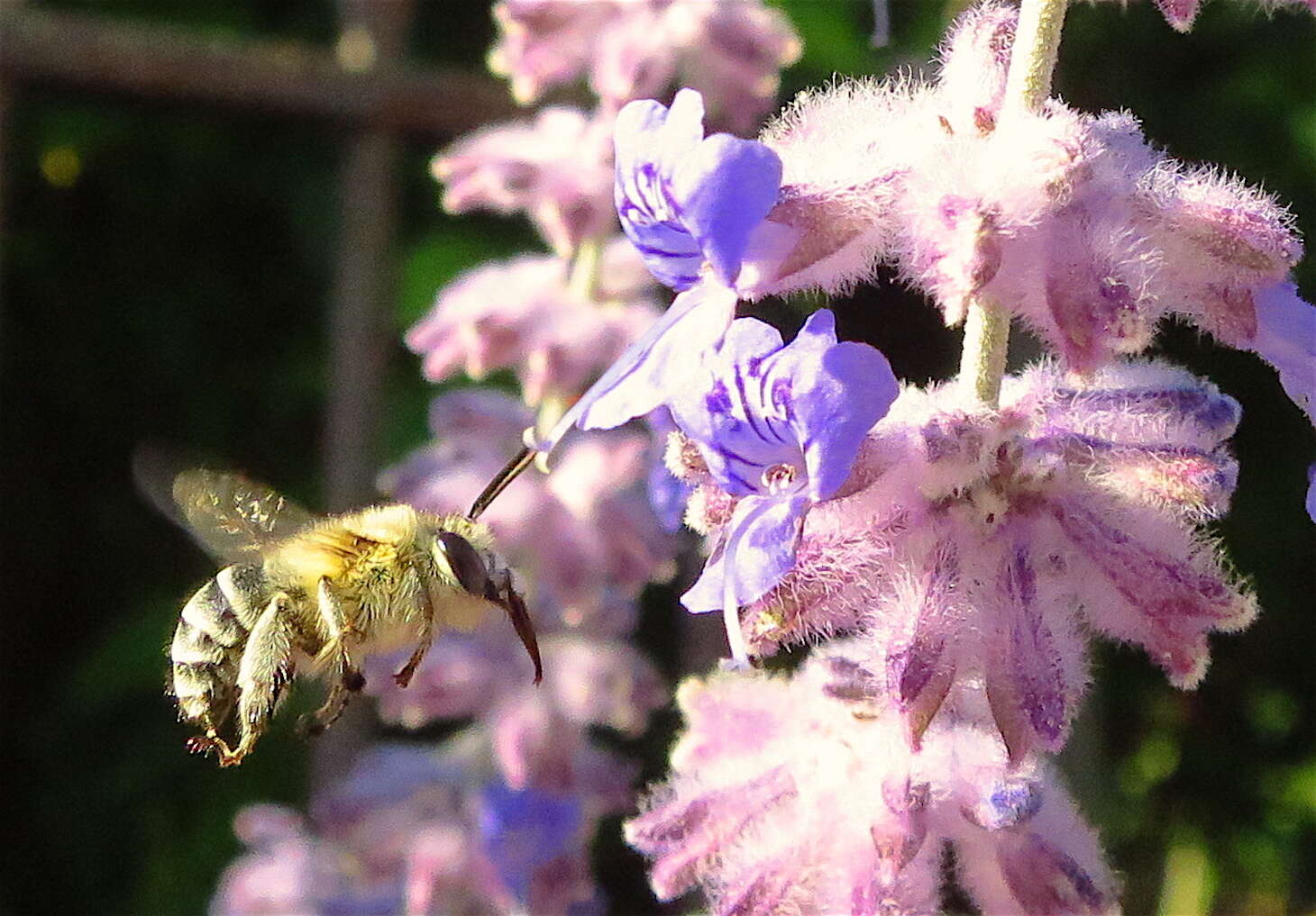 Слика од Anthophora pubescens (Fabricius 1781)