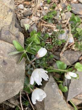 Imagem de Oxalis griffithii Edgew. & Hook. fil.