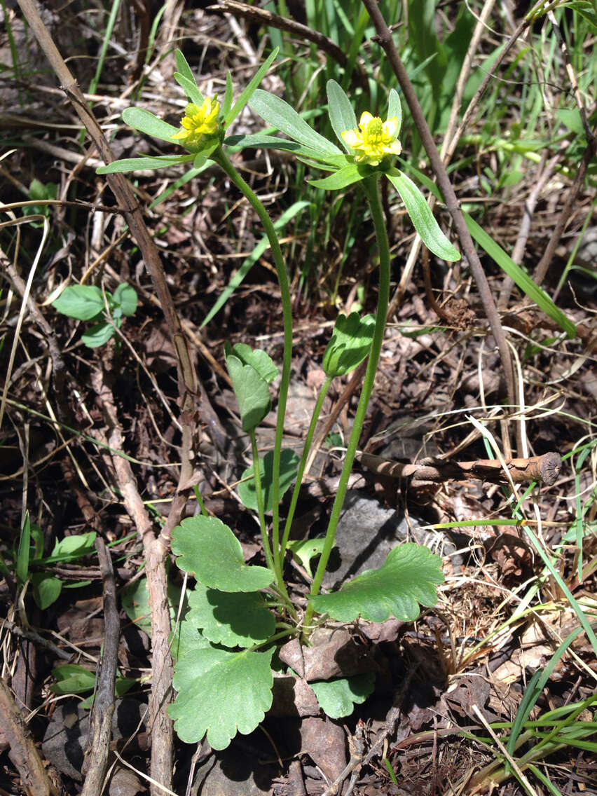 Image of Graceful Buttercup