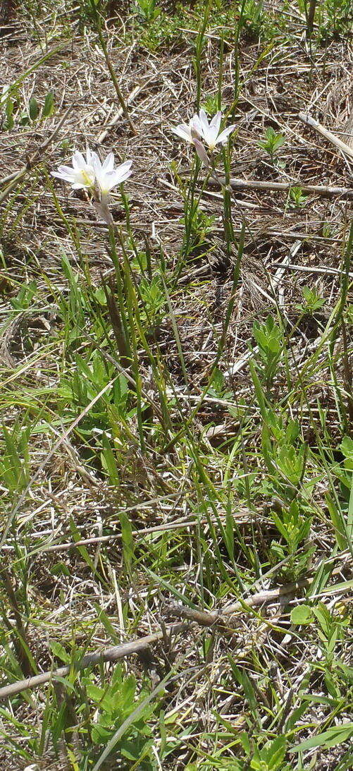 Image of Ixia orientalis L. Bolus