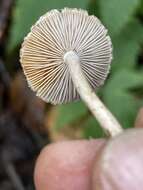 صورة Inocybe curvipes P. Karst. 1890