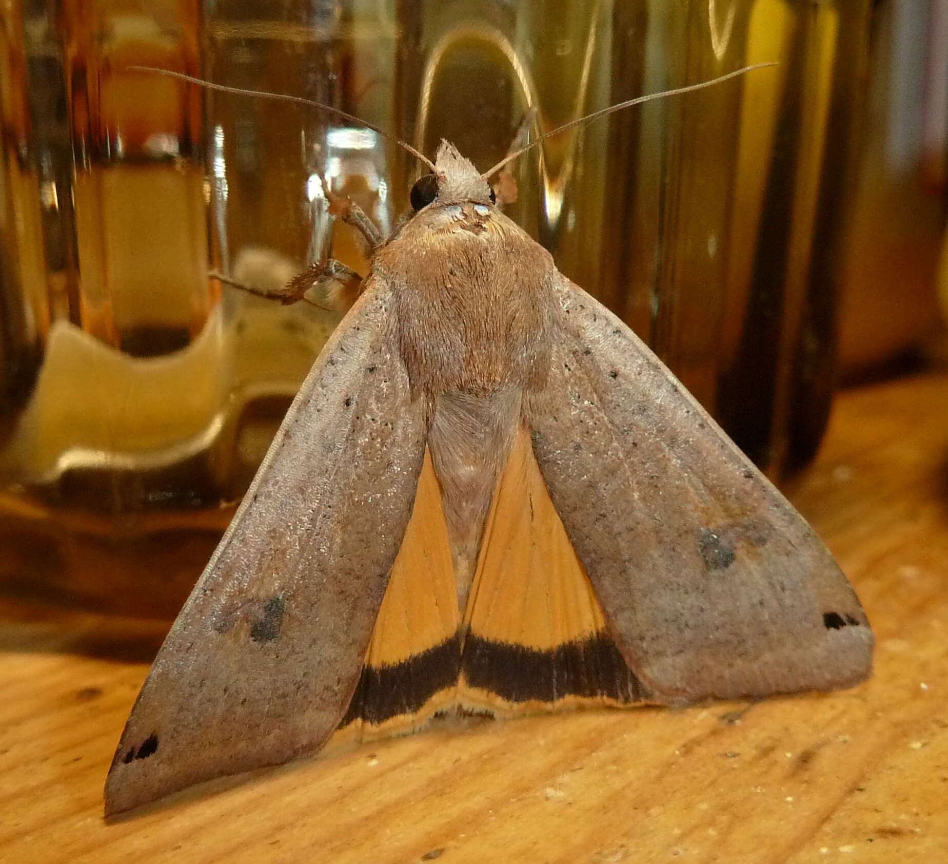 Image of Large Yellow Underwing