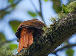 Image of Streaked Tuftedcheek