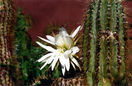 Image of Trichocereus tacaquirensis