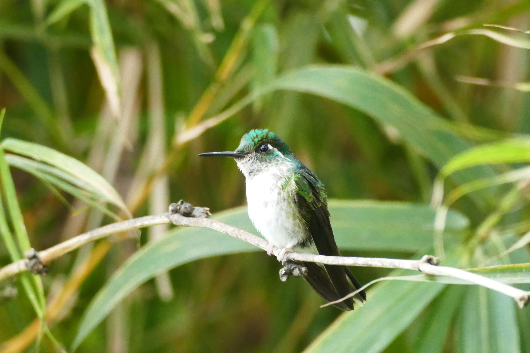 Image of White-bellied Mountain-gem