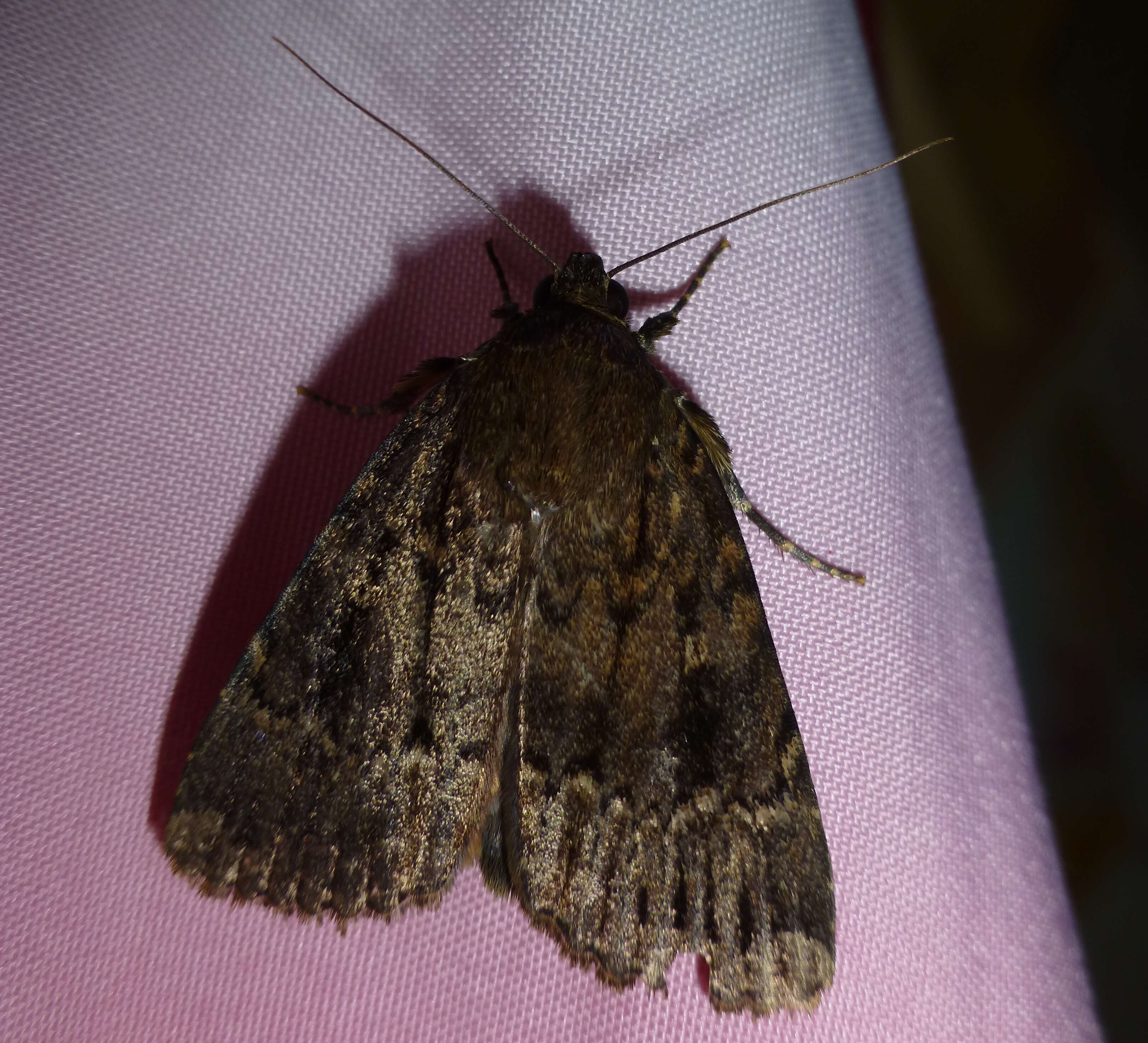 Image of copper underwing