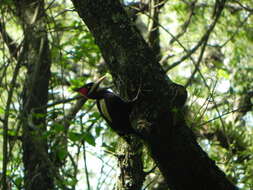 Image of Cream-backed Woodpecker