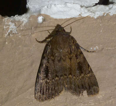 Image of copper underwing