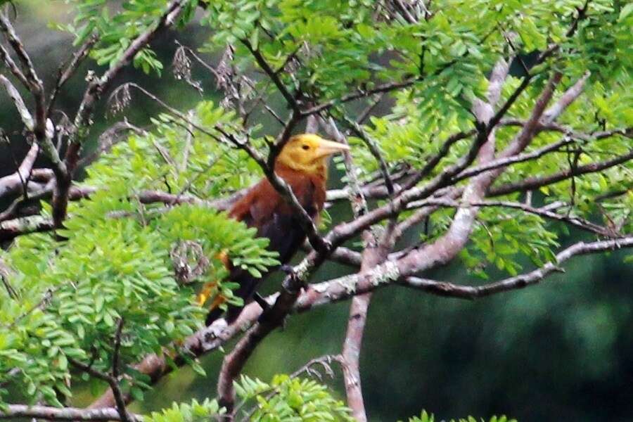 Image of Russet-backed Oropendola