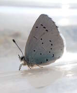 Image of holly blue