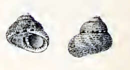 Image of Clanculus kraussii (Philippi 1846)