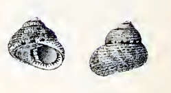 Image of Clanculus kraussii (Philippi 1846)