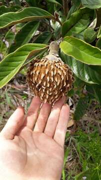 صورة Annona monticola Mart.