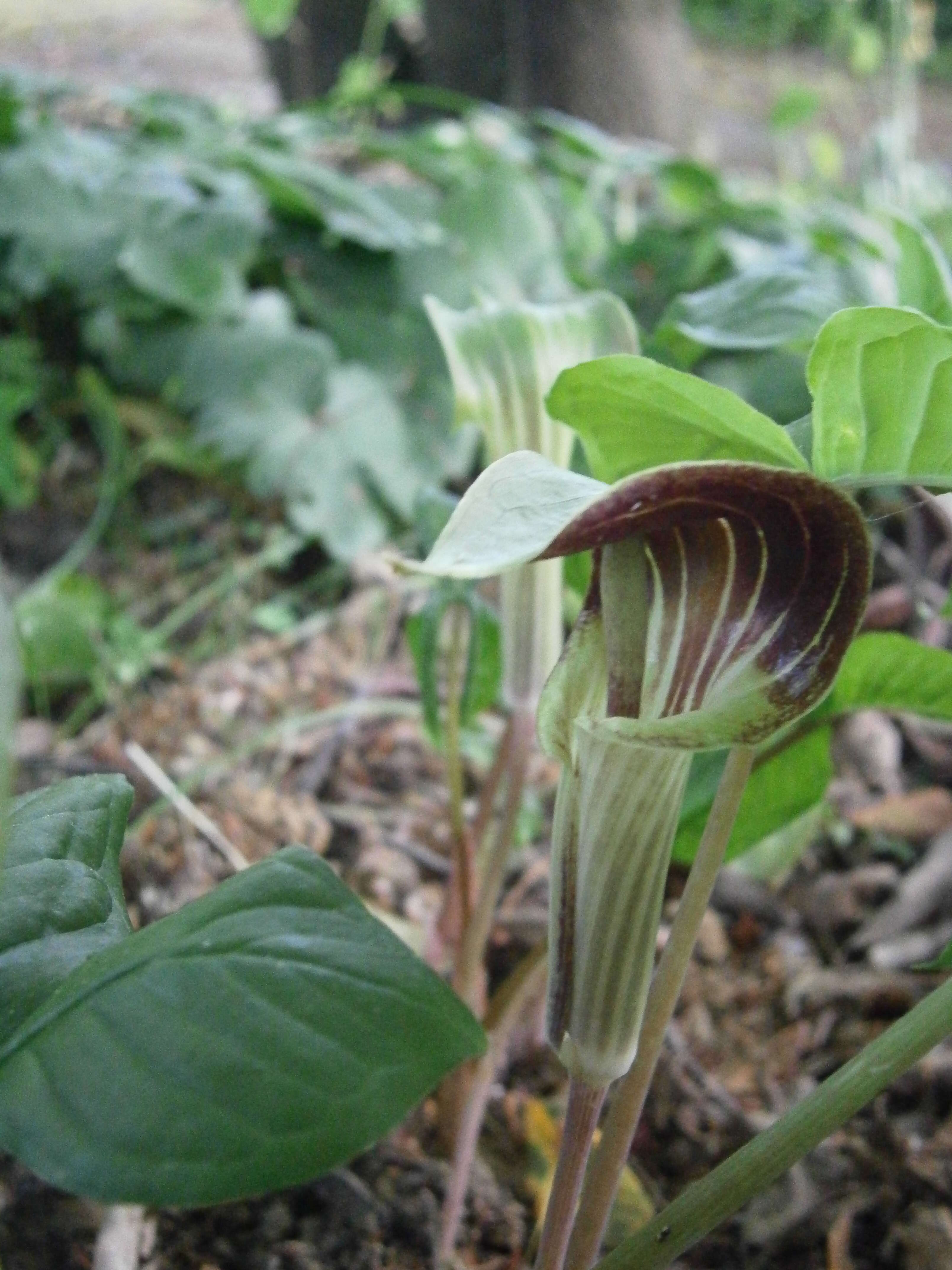 Слика од Arisaema triphyllum (L.) Schott