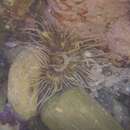 Image of Long-tentacled anemone