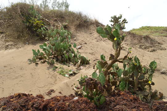 Image of Opuntia dillenii