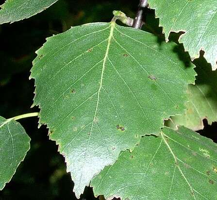 Image of Common Birch