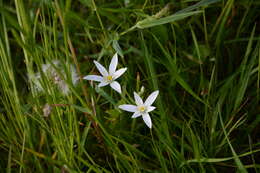 Image of Dove's dung