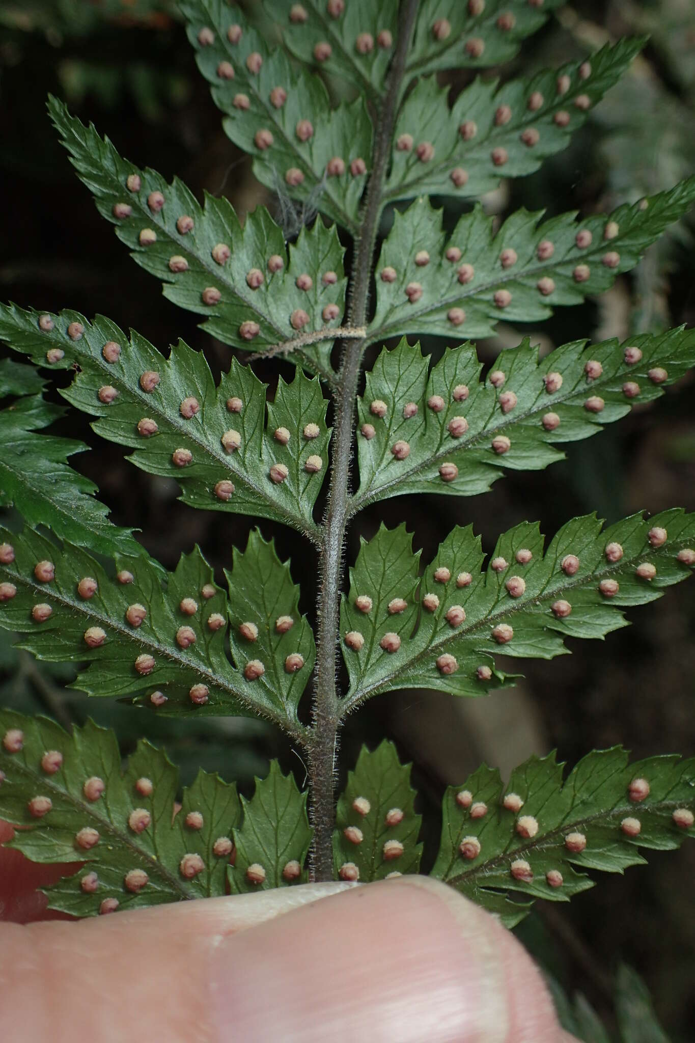 Parapolystichum acuminatum (Houlston) Labiak, Sundue & R. C. Moran的圖片