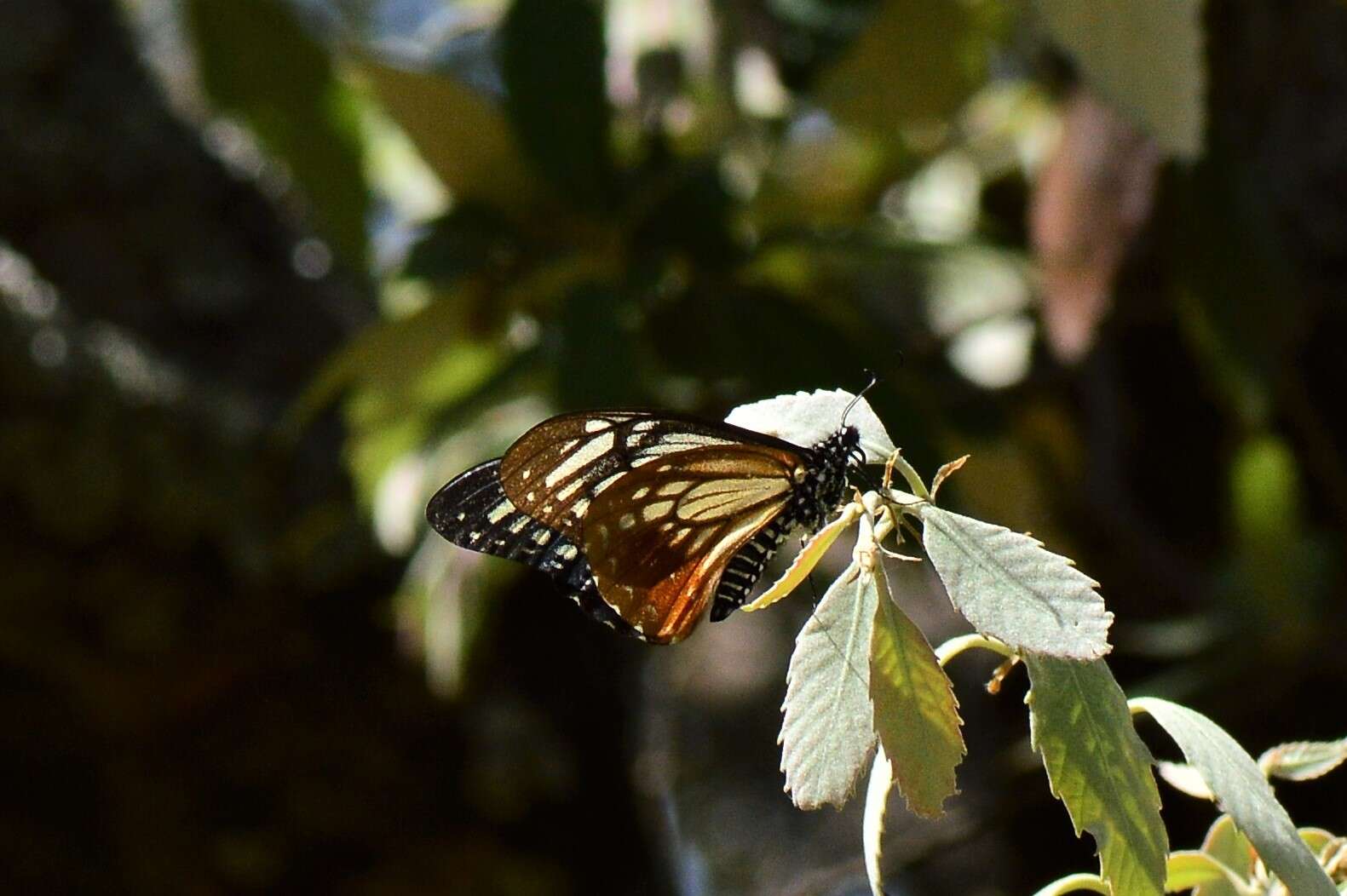 Sivun <i>Papilio agestor</i> kuva