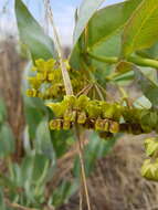 Sivun Asclepias glaucophylla (Schltr.) Schltr. kuva