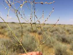 Image of Boerhavia torreyana (S. Wats.) Standl.