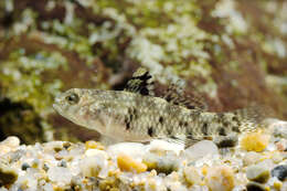 Image of Bigmouth Goby