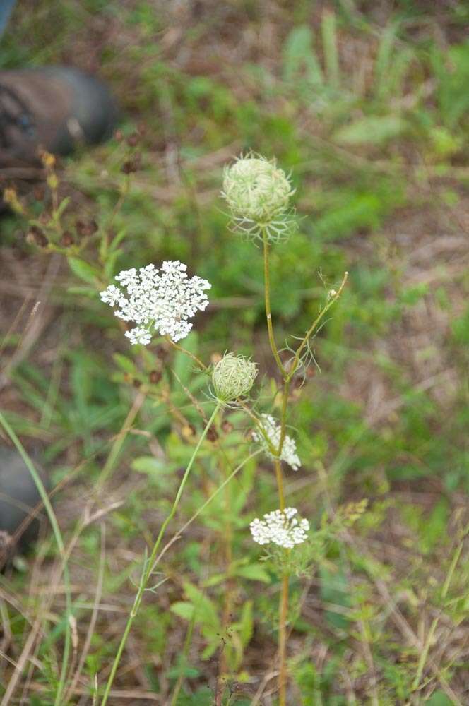 Image of Queen Anne's lace