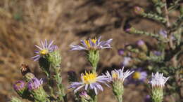 صورة Symphyotrichum defoliatum (Parish) G. L. Nesom