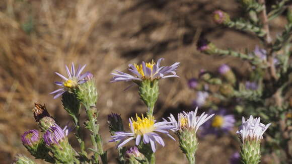 صورة Symphyotrichum defoliatum (Parish) G. L. Nesom